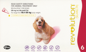 Revolution for large dogs 2025